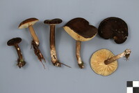 Lactarius lignyotus image